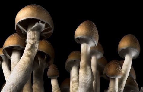 Is it likely to become addicted to magic mushrooms